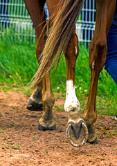 Leading horse walking along the sand track.