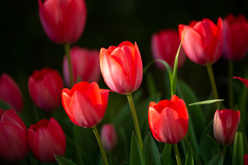 red tulips in garden in spring