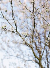 Spring Blossoms
