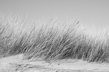 Strand und Dünen