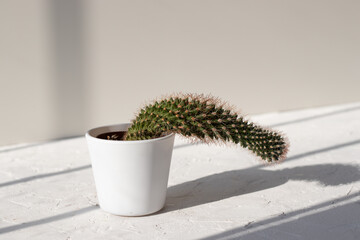 cactus in a pot growing downwards