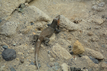 lucertola isola gran canaria