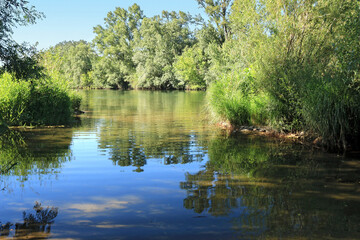 Eau de rivière reflétant de grands arbres dans un paysage de nature.