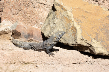 Desert iguana bathing in the sun
