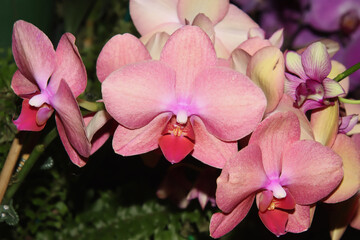 Close Up of Pink Orchid