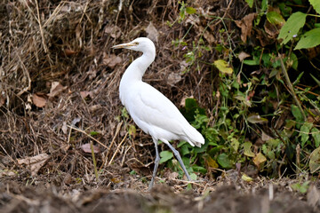 closeup the white heron stand and watching feed over out of focus green brown background.