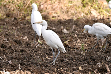 closeup the bunch white heron stand and watching feed over out of focus green brown background.