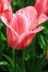 the beauty of tulips