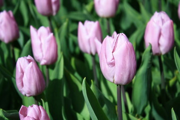 a sea of ​​tulips