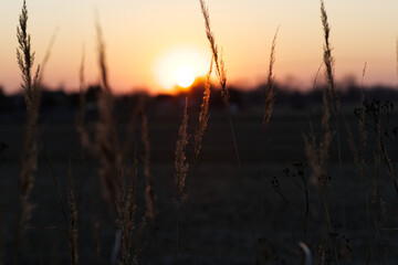 Sunset in the grass