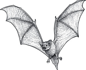 Bat illustration, drawing, engraving, ink, line art, vector - 493811117