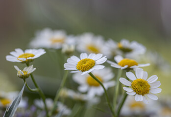 Flowering of daisies. Oxeye daisy, Leucanthemum vulgare, daisies, Common daisy, Dog daisy, Moon...
