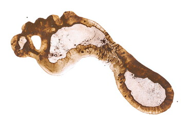 Footprint in wet mud isolated on white, clipping path