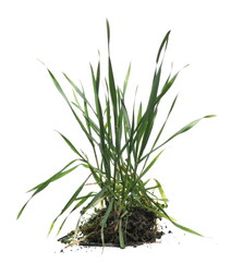 Green grass with dirt isolated on white 