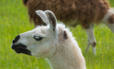 Obraz premium Alpaka Makro