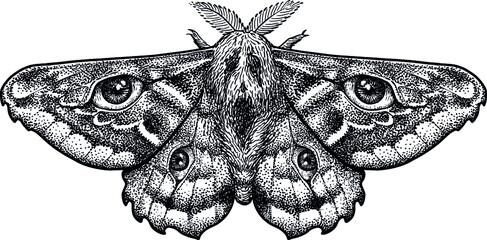 Moth with human eyes illustration, drawing, engraving, ink, line art, vector - obrazy, fototapety, plakaty