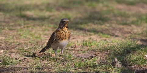 Turdus pilaris