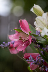 Beautiful close-up of a colorful pink alstroemeria flower with blurred background.