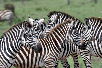 Fototapeta na wymiar Dazzle of zebras in the wild