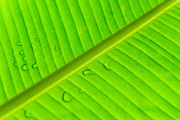 Texture Of A Wet Banana Leaf