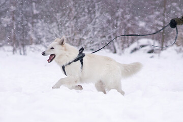 Long-haired White Swiss Shepherd dog with a black training harness running outdoors on a snow in winter