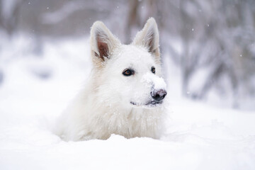 The portrait of a cute long-haired White Swiss Shepherd dog lying down in a snow in winter