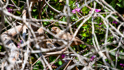 A Wary Finch in Hiding
