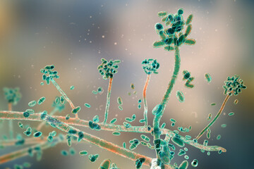 Mold fungi Acremonium, illustration © Dr_Microbe