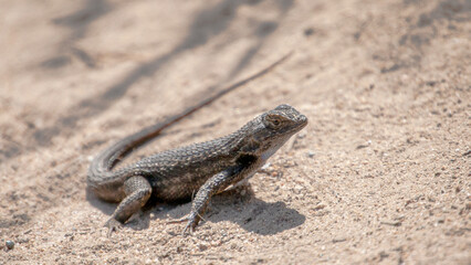 Lizard Sunning Himself in the Sand 1