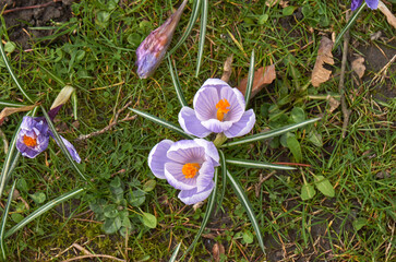 Spring flowers on a lawn