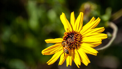Little Bee Enjoying a Sunflower 10