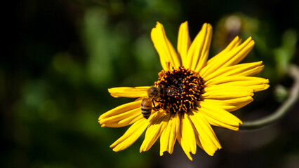 Little Bee Enjoying a Sunflower 9