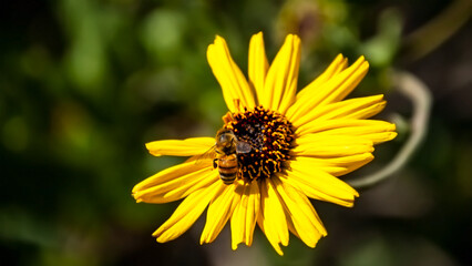 Little Bee Enjoying a Sunflower 8