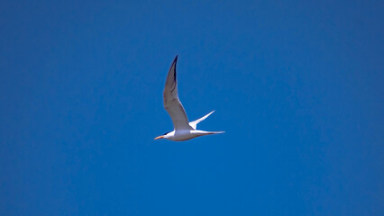 Sea Birds Taking Flight Against Blue Sky 3