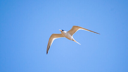 Sea Birds Taking Flight Against Blue Sky 2