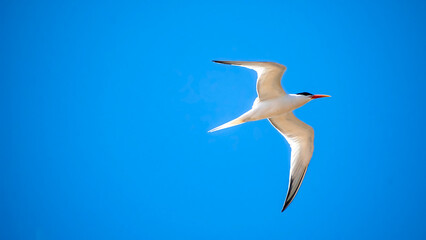 Sea Birds Taking Flight Against Blue Sky 1