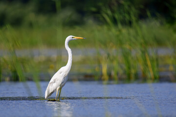 White heron, Great Egret, standing on the lake. Water bird in the nature habitat - obrazy, fototapety, plakaty