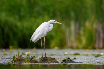 White heron, Great Egret, standing on the lake. Water bird in the nature habitat