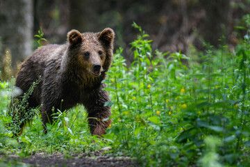 Fototapeta na wymiar Wild Brown Bear in the summer forest. Animal in natural habitat. Wildlife scene