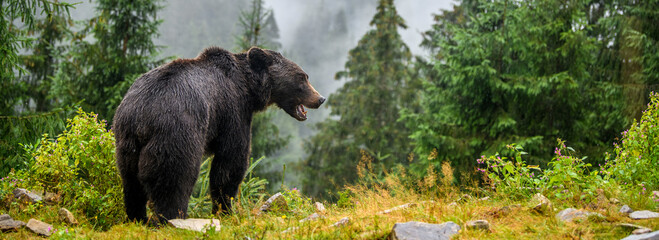 Wild Brown Bear in the summer forest. Animal in natural habitat. Wildlife scene