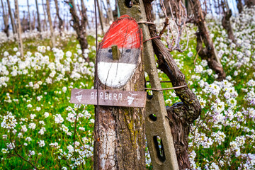 Barbera sign on a vineyards over the hills of Oltrepo Pavese (Lombardy, Northern Italy); this area is world famous for its valuable red and sparkling white wines.