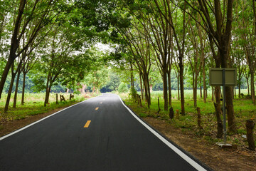 road full of trees nature