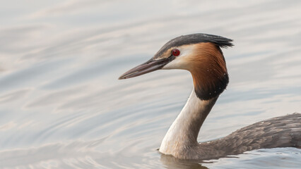 Great crested grebe (Podiceps cristatus) closeup portrait. Beautiful UK water bird. 