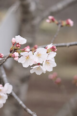 桜