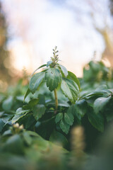 Obraz premium Plants in the forest