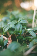 Obraz premium plant in the forest