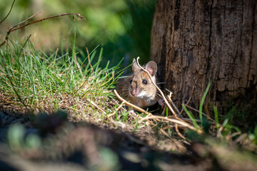 Gelbhalsmaus (Apodemus flavicollis)