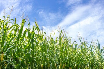 Fototapeta premium Corn field against the blue sky. Agricultural industry. Corn harvest. Grain culture.