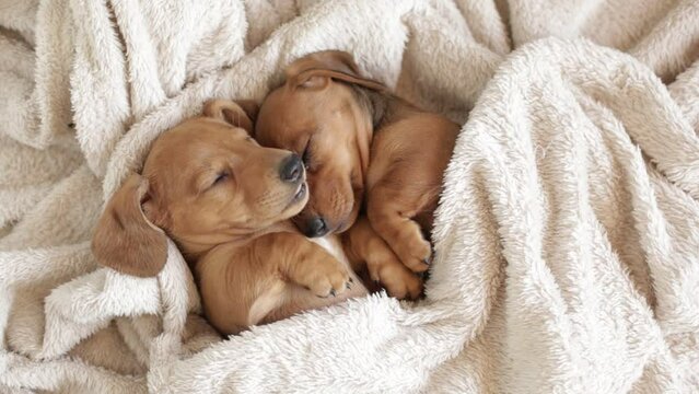 Cute dachshund puppies sleep cuddled up to each other. Beautiful little dogs lie on the bedspread.