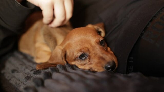 Cute dachshund puppy falls asleep. The owner pets his little dog.